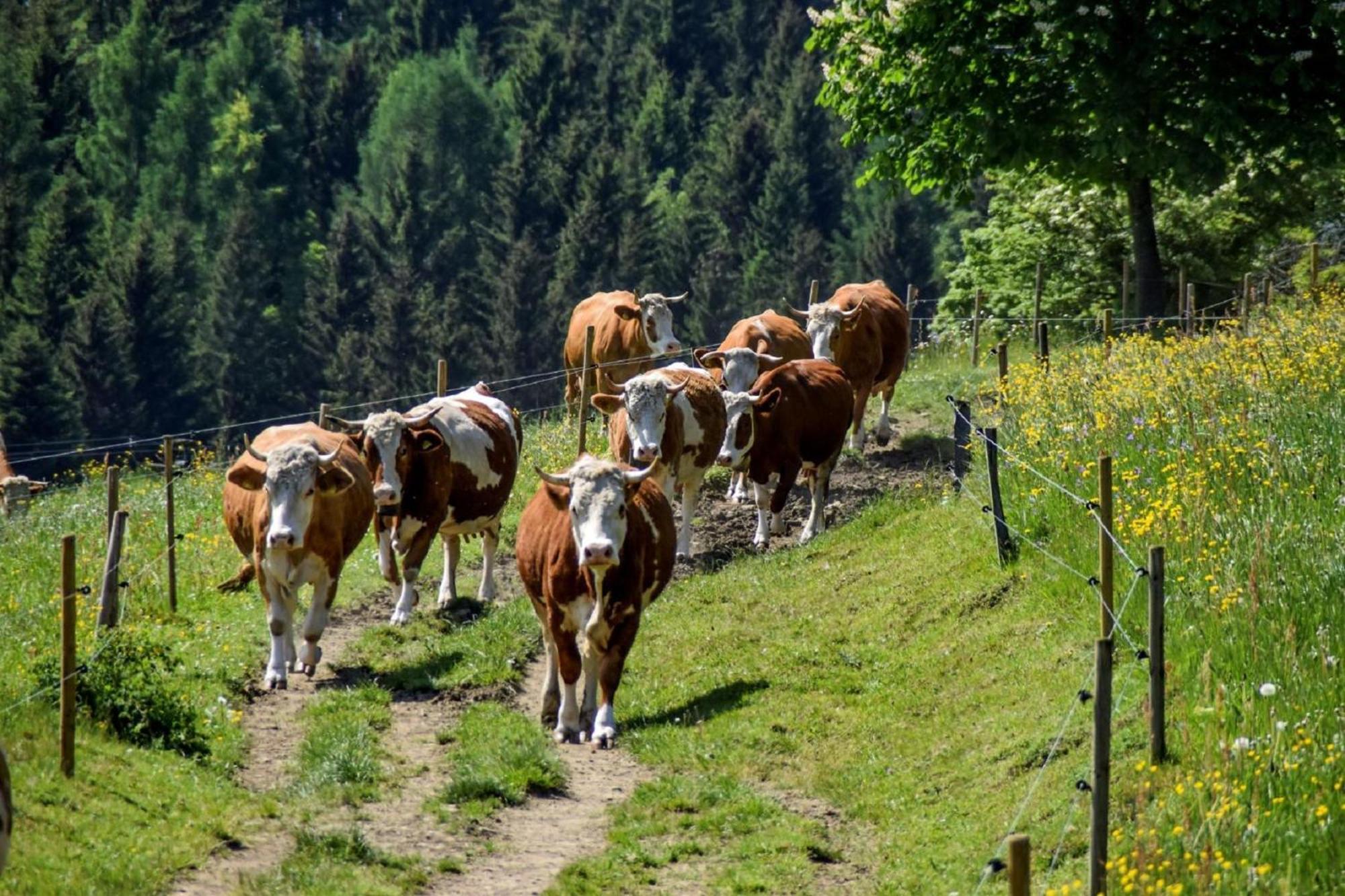 洛恩堡Urlaub Auf Dem Haberlhof别墅 外观 照片
